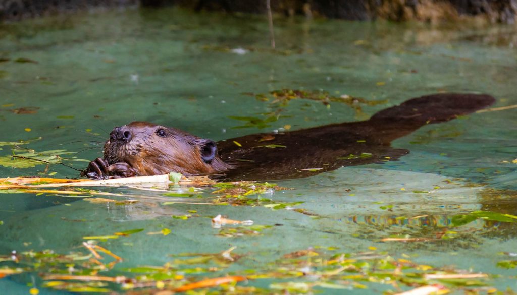 Te zwierzęta przebudowują Anglię. I robią to skutecznie
