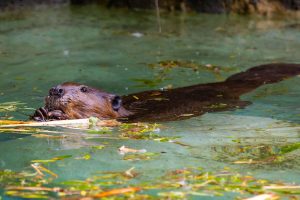 Estos animales están reconstruyendo Inglaterra. Y lo hacen con eficacia