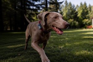 Tu perro contestará el teléfono. Mova añade llamadas a los localizadores GPS