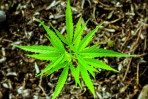 Alivia el dolor y no te droga. Los científicos han descubierto un nuevo compuesto de cannabis
