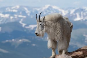 Convirtió a las cabras en procesadoras. Así puso a prueba un científico el mito sobre la IA
