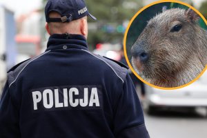 Hacker de 15 años atrapado con un carpincho. 109 hechos punibles