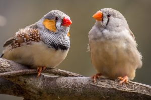 Un experimento inusual. Usó sonidos grabados para hablar con los pájaros.