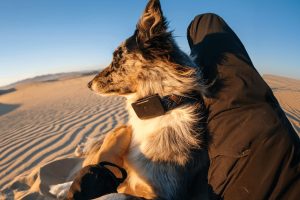 Los perros obtienen su propio Starlink. Fi Ultra rastrea a tu mascota incluso en áreas remotas