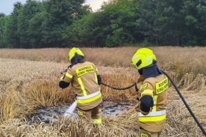 Los pájaros prendieron fuego a su campo y hay una línea eléctrica corriendo al fondo.
