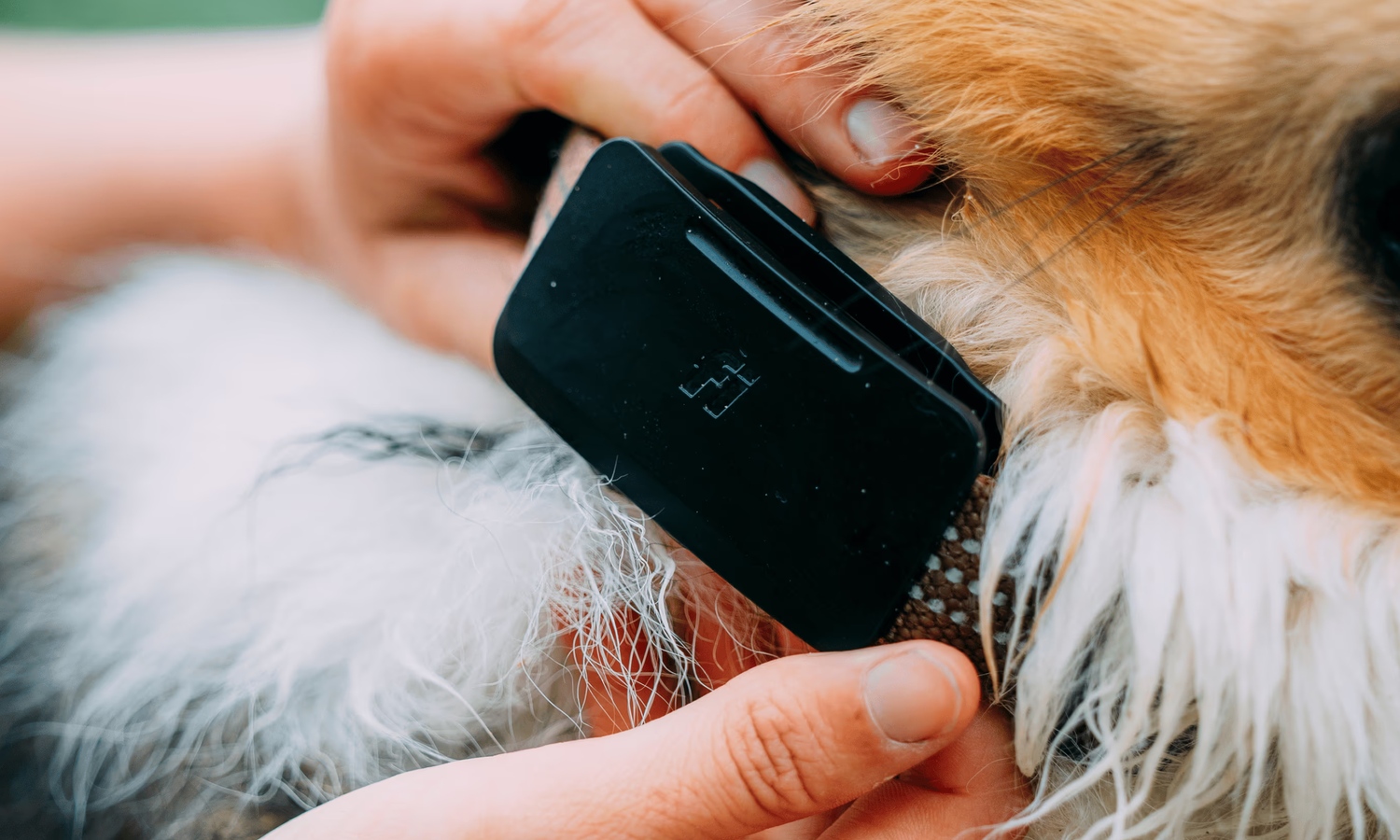 Los perros obtienen su propio Starlink. Fi Ultra rastrea a tu mascota incluso en áreas remotas