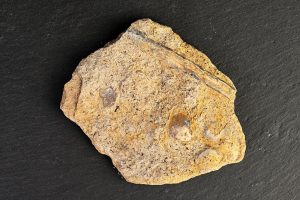 Tenía estos restos en un cajón. Resultó que tienen unos 100 millones de años.