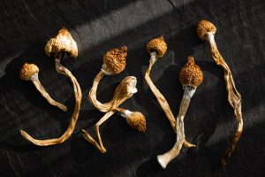 Desorganiza el cerebro y lo organiza al mismo tiempo. Así actúa la psilocibina