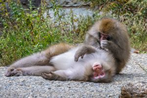 No sólo las personas cuidan de los animales. Este descubrimiento cambia mucho