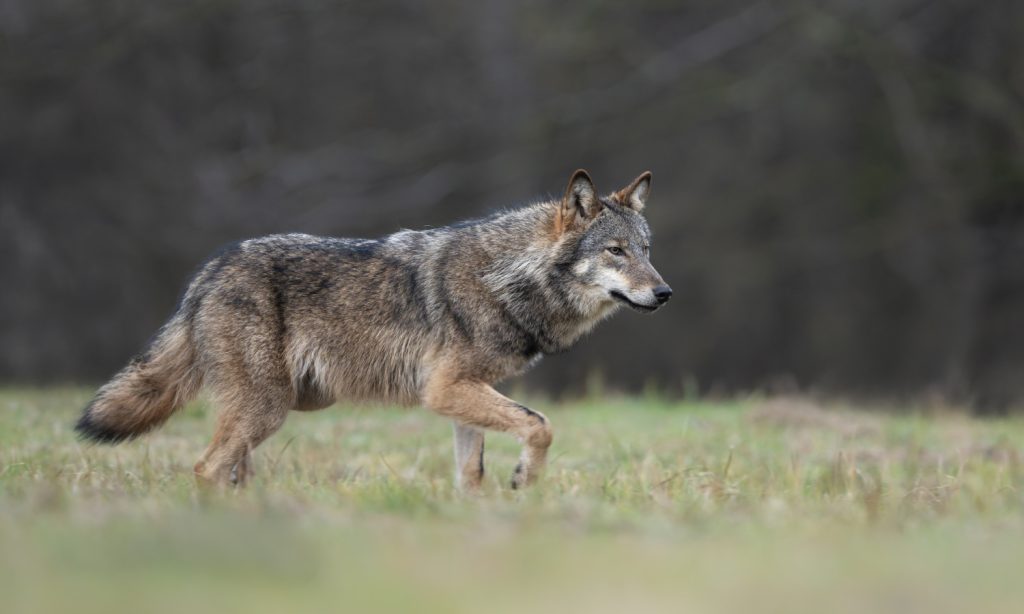 Wilki atakują fińskie wioski a to wszystko wina Google