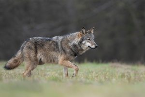 Los lobos atacan los pueblos finlandeses y todo es culpa de Google